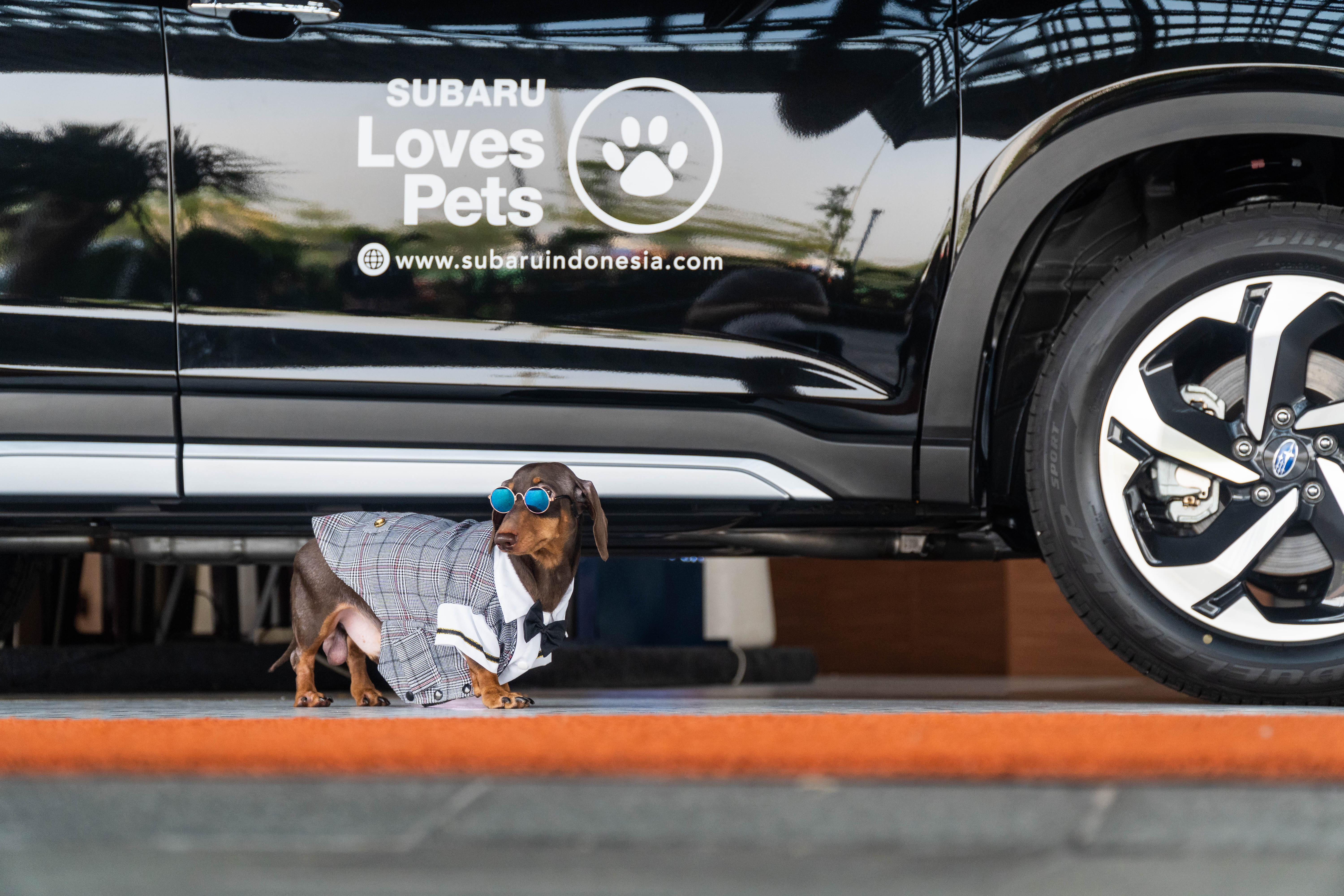 Subaru Loves Pets Ajak Komunitas Anjing Daschund Lebih Dekat dengan Subaru Forester