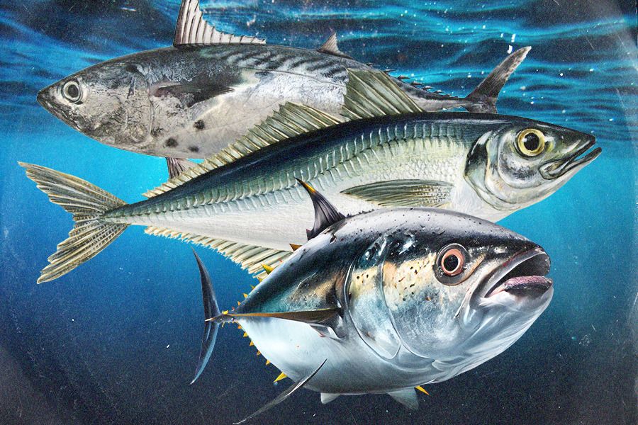 Ikan laut memiliki kandungan asam lemak omega-3 yang baik bagi kesehatan (Jovi Arnanda/Skor.id).