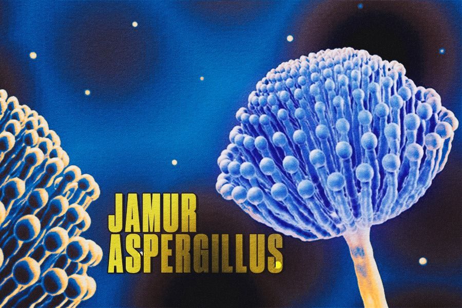 Jamur Aspergillus (Rahmat Ari Hidayat/Skor.id).