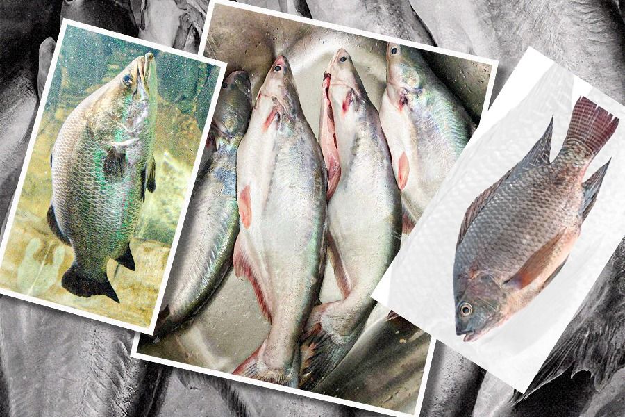 Anda harus ekstra hati-hati saat mengonsumsi tiga ikan air tawar, yakni kakap putih, patin, dan nila serta mujair. (Dede Mauladi/Skor.id)