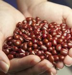 5 Manfaat Kacang Merah untuk Kesehatan