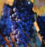 8 Manfaat Anggur Hitam yang Harus Anda Ketahui