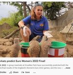 VIDEO: Sekelompok Meerkat dari Drusillas Park Prediksi Juara Piala Eropa Wanita 2022