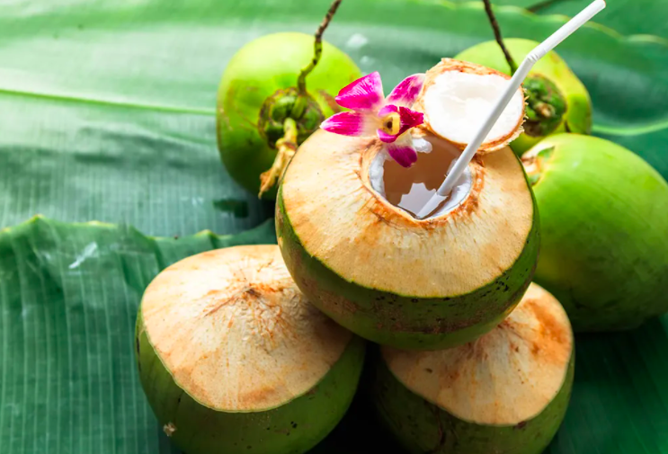 Ilustrasi buah kelapa.