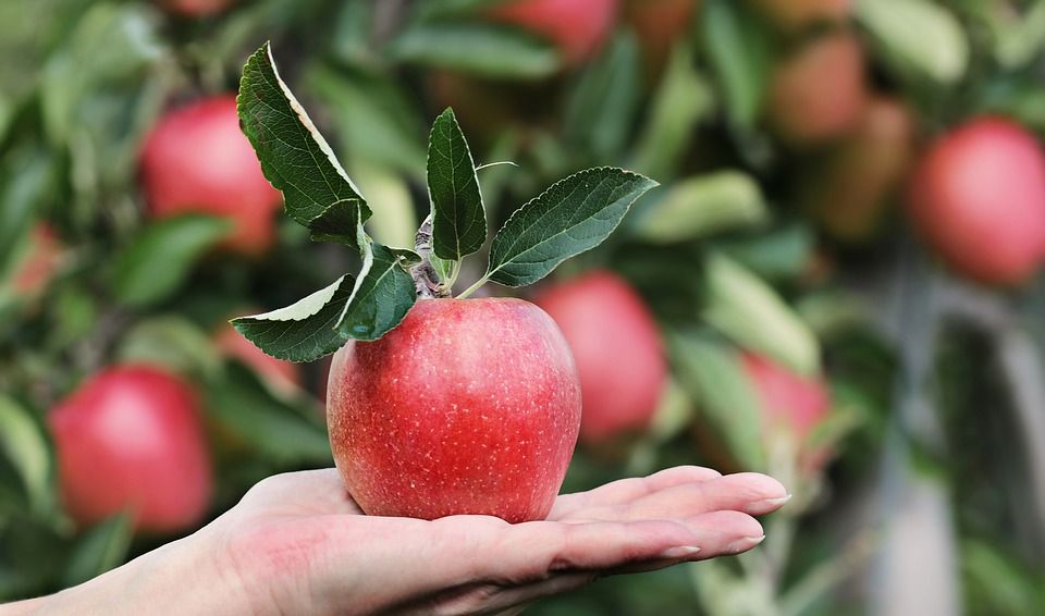 Buah apel salah satu buah yang bisa meningkatkan gairah seks.