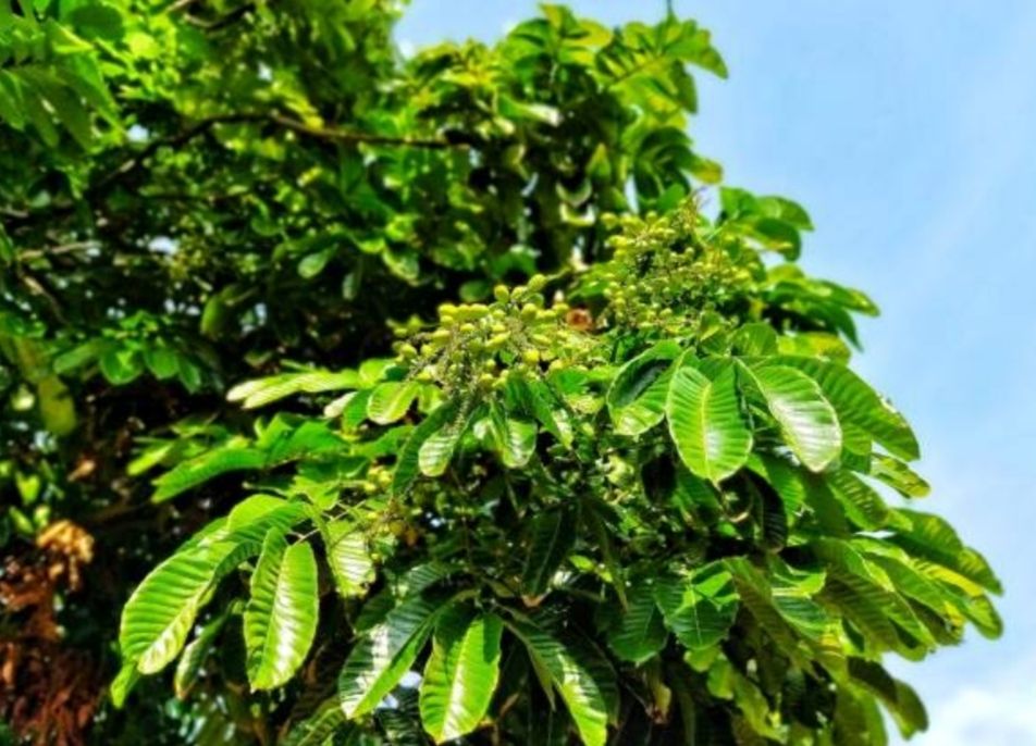 Pohon matoa termasuk salah satu tanaman asli Papua.