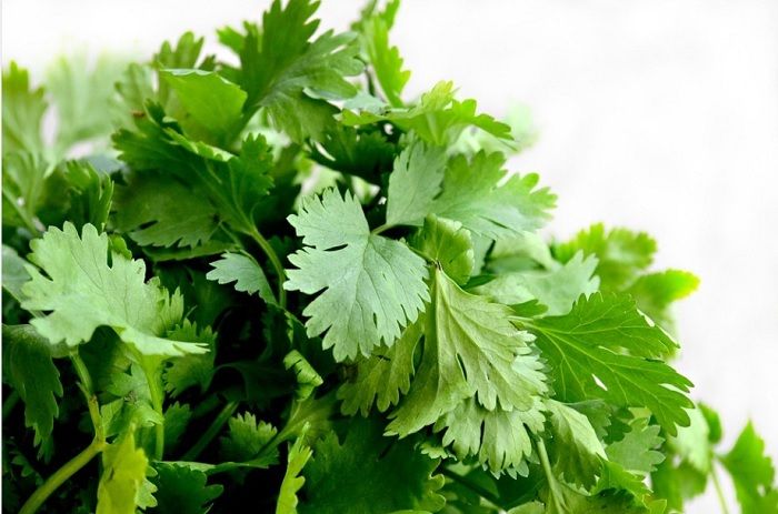 Ilustrasi coriander atau daun ketumbar, yang menurut studi dapat meningkatkan metabolisme dengan meningkatkan sekresi insulin  yang membantu mengelola gula darah.