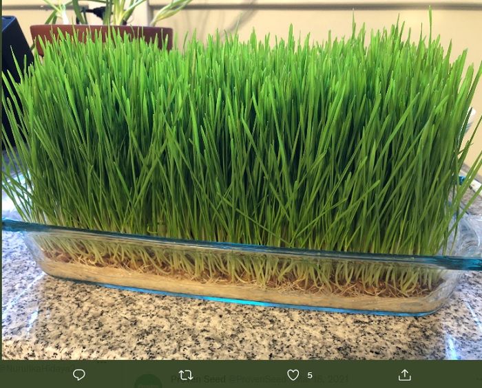 Ilustrasi wheatgrass atau rumput gandum.