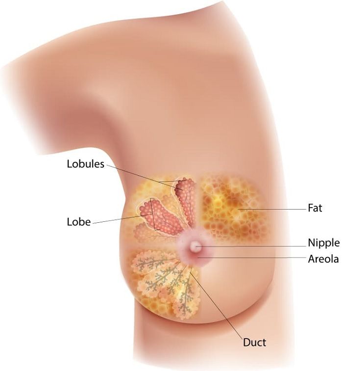 Diagram payudara ini menunjukkan lokasi lobulus, lobus, duktus, areola, puting susu, dan lemak.
