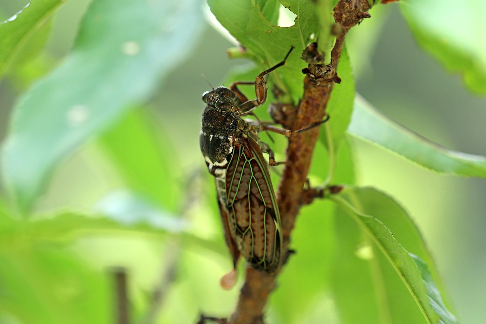 Ilustrasi Cicadas atau Jangkrik.