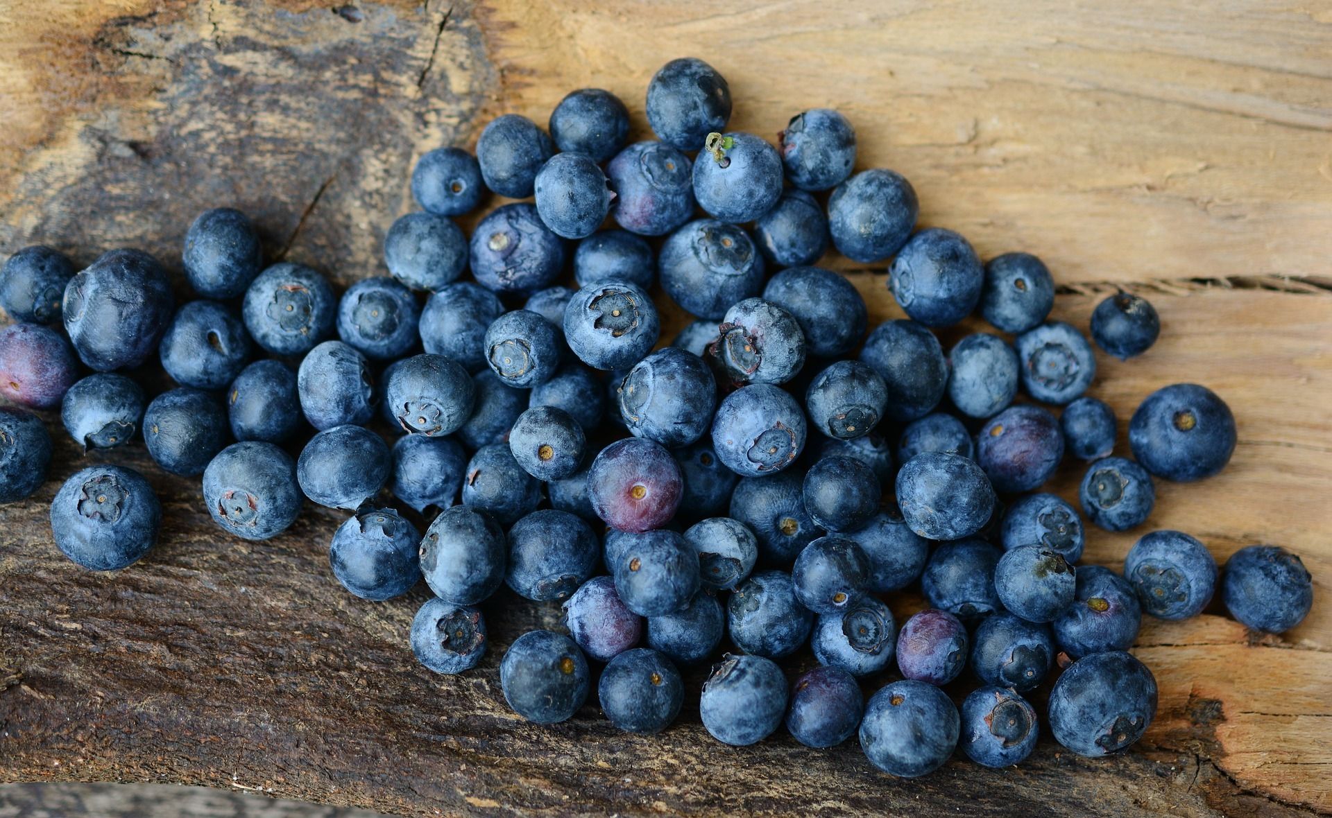 Ilustrasi buah Blueberry.