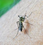 5 Asupan yang Bermanfaat sebagai Pengusir Nyamuk