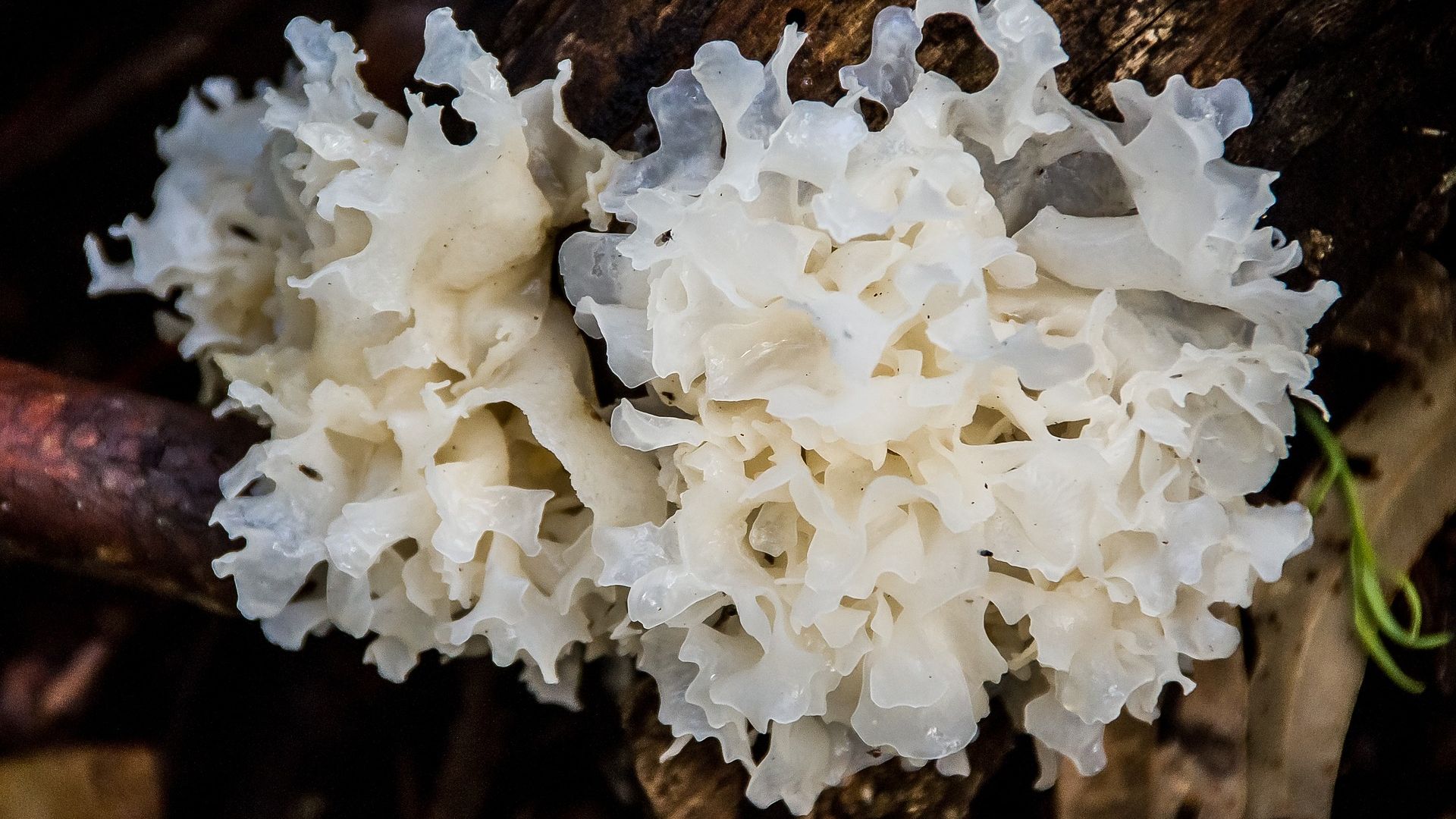 Ilustrasi jamur jeli atau jamur salju.