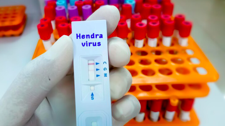 Ilustrasi Hendra Virus