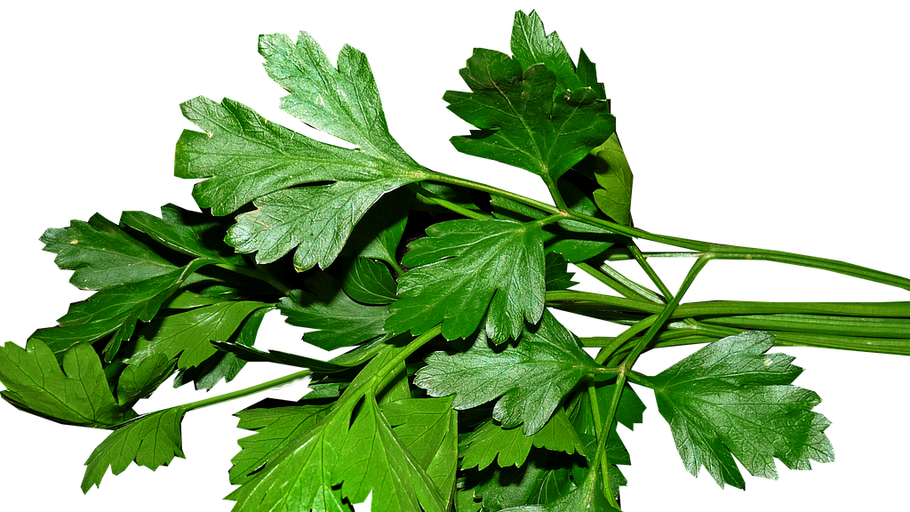 Ilustrasi daun parsley.