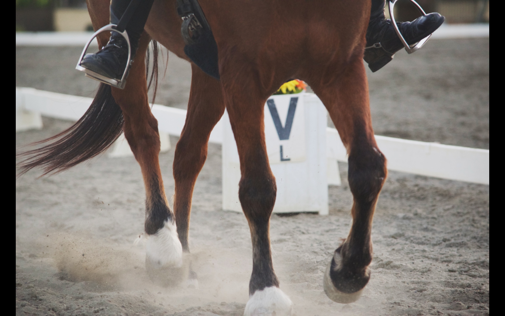 Setrum Kuda saat Lomba, Atlet Berkuda Amerika Serikat Diskors 10 Tahun