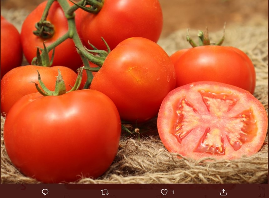 Mengurai Anggapan Tomat Sangat Buruk untuk Penderita Asam Urat
