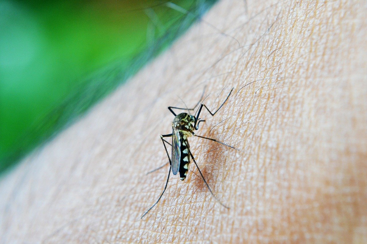 5 Asupan yang Bermanfaat sebagai Pengusir Nyamuk