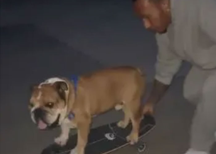 Lewis Hamilton Mengajari Anjingnya Bermain Skateboard