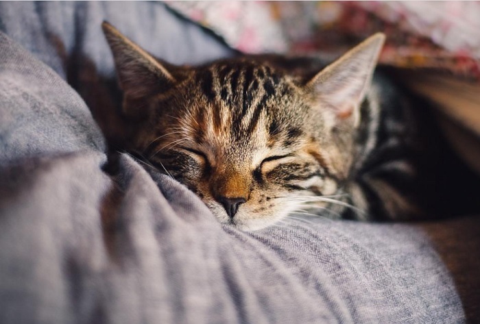 Tips Menjaga Kesehatan Kucing di Rumah agar Terhindar Stres dan Obesitas