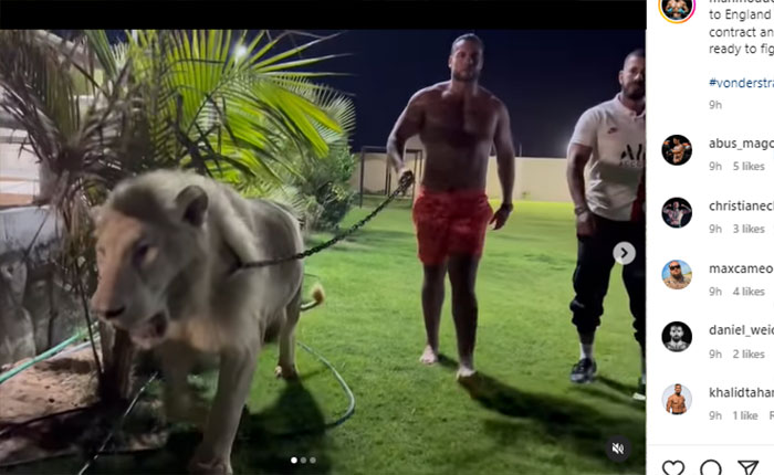 Mahmoud Charr Berjalan Bersama Singa, Siap Meninju Wajah Tyson Fury