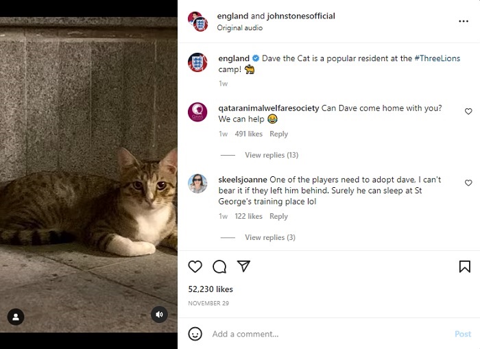 Pemain Inggris Adopsi Dave, Kucing Liar dari Qatar setelah Tersingkir dari Piala Dunia